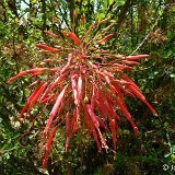 FOUQUIERIA (Fouquieriaceae)